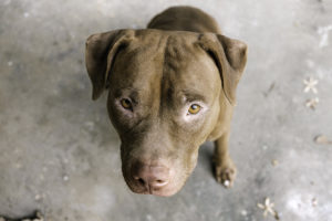 Lee más sobre el artículo Perros de raza peligrosa: nueva legislación