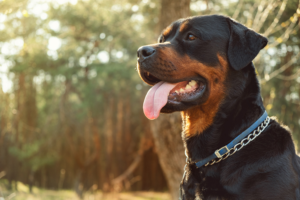 Seguros mascotas. Ponce y Mugar, correduría de seguros te asesora.Fin de las razas perros peligrosas